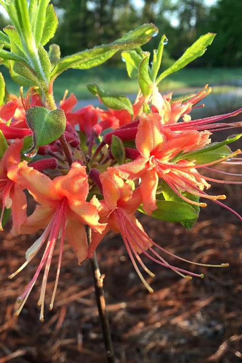  Evening Sunset Native Azalea (Rhododendron Austrinum) - 3 Gallon Pot