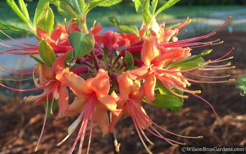  Evening Sunset Native Azalea (Rhododendron Austrinum) - 3 Gallon Pot