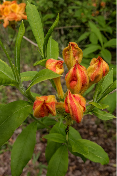  Flame Azalea (Rhododendron Calendulaceum) - 3 Gallon Pot