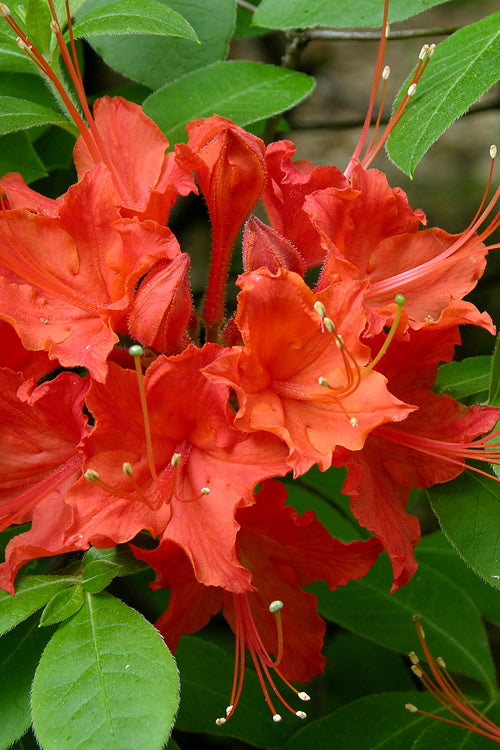  Flame Azalea (Rhododendron Calendulaceum) - 3 Gallon Pot
