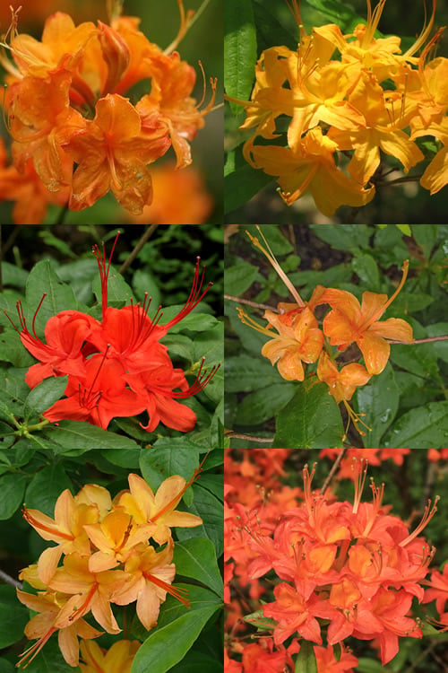  Flame Azalea (Rhododendron Calendulaceum) - 3 Gallon Pot