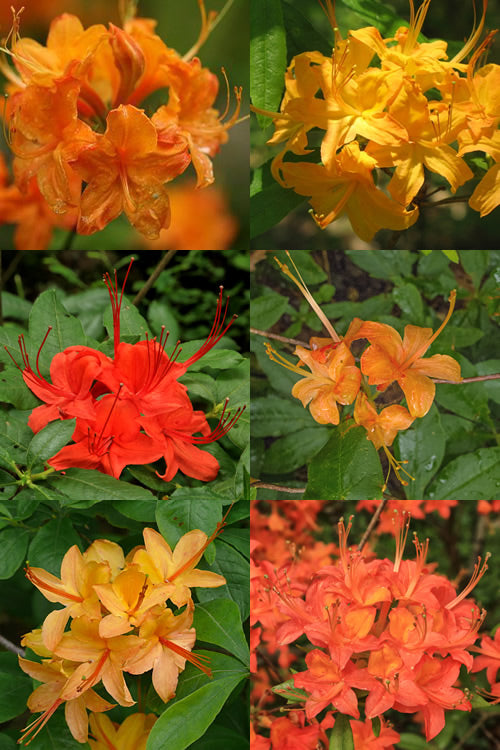  Flame Azalea (Rhododendron Calendulaceum) - 3 Gallon Pot