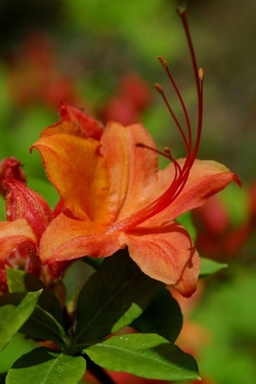  Flame Azalea (Rhododendron Calendulaceum) - 3 Gallon Pot