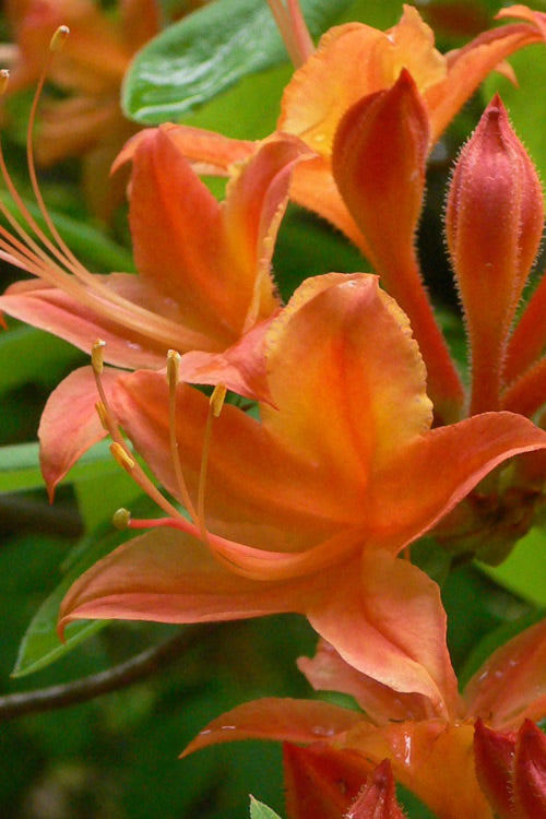  Flame Azalea (Rhododendron Calendulaceum) - 3 Gallon Pot