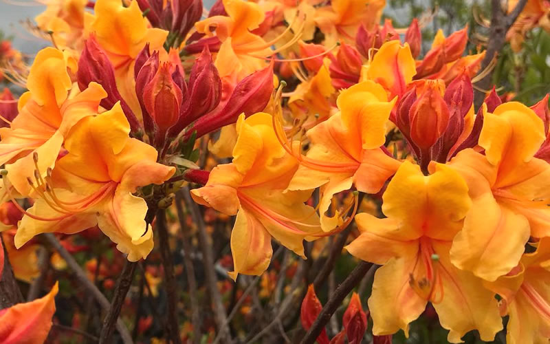  Four Kings Aromi Azalea (Rhododendron Hybrid) - 1 Gallon Pot