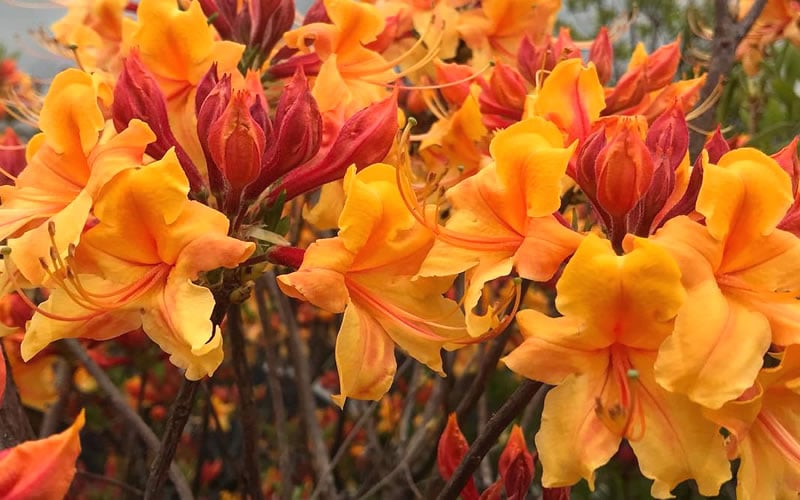  Four Kings Aromi Azalea (Rhododendron Hybrid) - 1 Gallon Pot