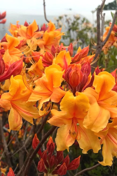  Four Kings Aromi Azalea (Rhododendron Hybrid) - 1 Gallon Pot