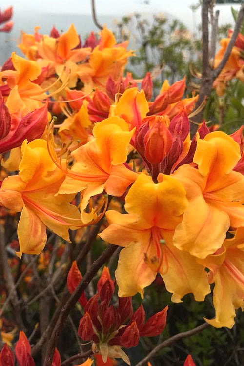  Four Kings Aromi Azalea (Rhododendron Hybrid) - 1 Gallon Pot