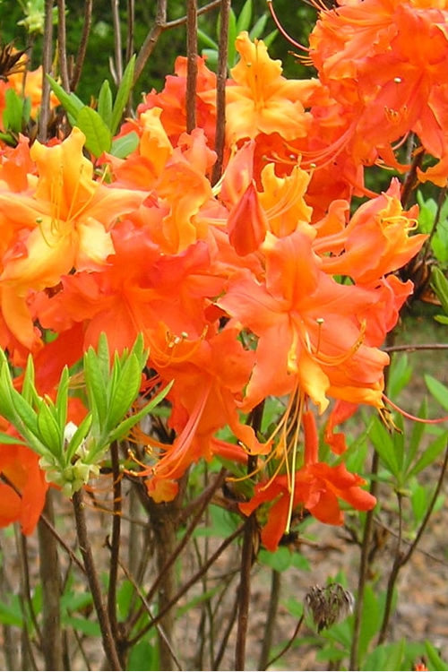  Frontier Gold Aromi Azalea (Rhododendron Hybrid) - 1 Gallon Pot