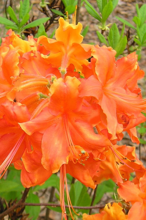  Frontier Gold Aromi Azalea (Rhododendron Hybrid) - 1 Gallon Pot