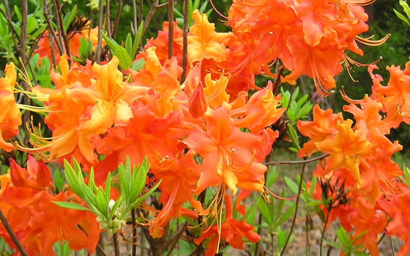  Frontier Gold Aromi Azalea (Rhododendron Hybrid) - 1 Gallon Pot