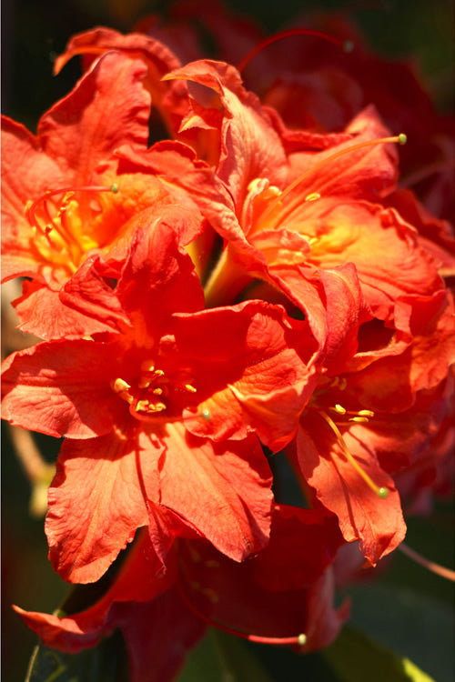  Great Balls Of Fire Aromi Azalea (Rhododendron) - 3 Gallon Pot