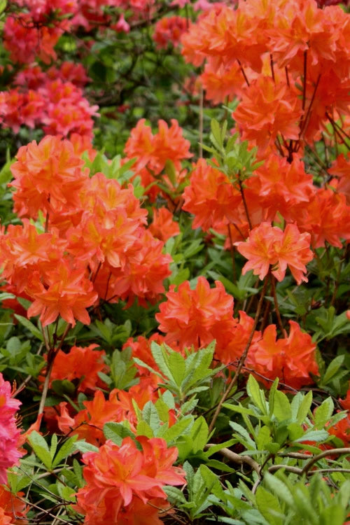  Great Balls Of Fire Aromi Azalea (Rhododendron) - 3 Gallon Pot
