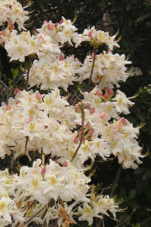  High Tide Aromi Azalea (Deciduous Rhododendron Hybrid) - 3 Gallon Pot