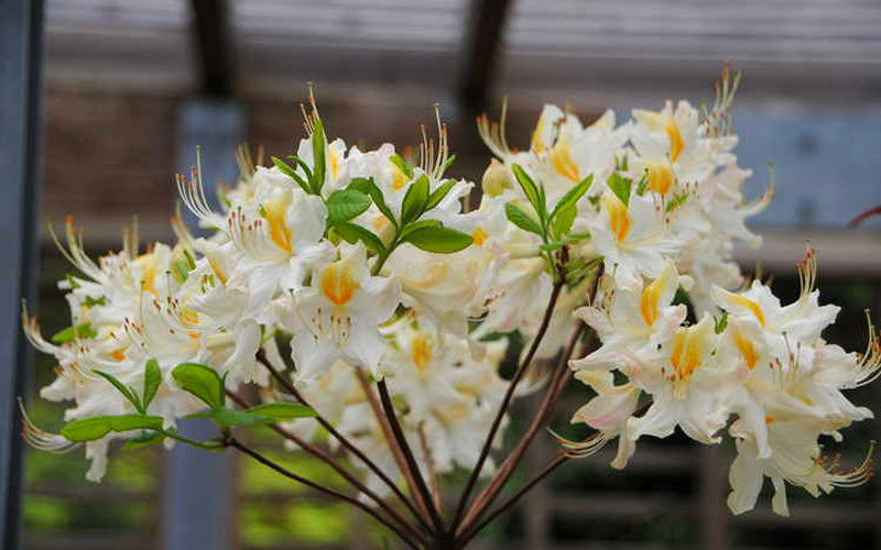  High Tide Aromi Azalea (Deciduous Rhododendron Hybrid) - 1 Gallon Pot
