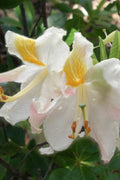  High Tide Aromi Azalea (Deciduous Rhododendron Hybrid) - 3 Gallon Pot