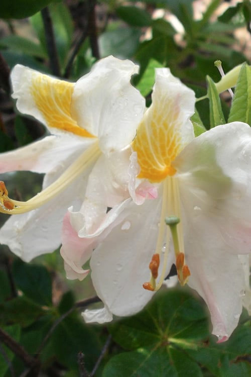  High Tide Aromi Azalea (Deciduous Rhododendron Hybrid) - 3 Gallon Pot