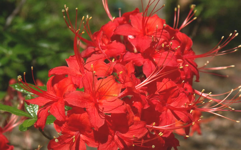  Jack Melton Oconee Red Native Azalea - 1 Gallon Pot