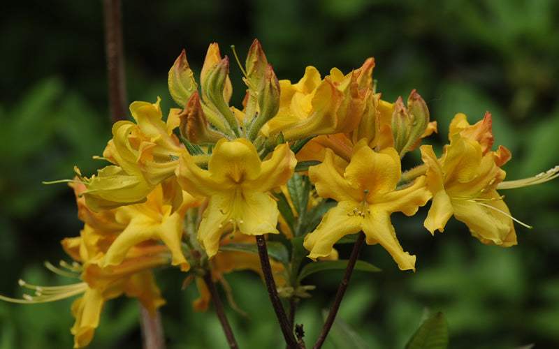  Jane's Gold Aromi Azalea (Rhododendron Hybrid) - 3 Gallon Pot