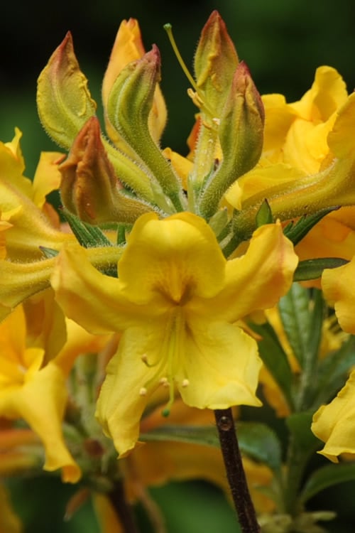  Jane's Gold Aromi Azalea (Rhododendron Hybrid) - 3 Gallon Pot