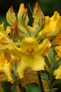  Jane's Gold Aromi Azalea (Rhododendron Hybrid) - 3 Gallon Pot