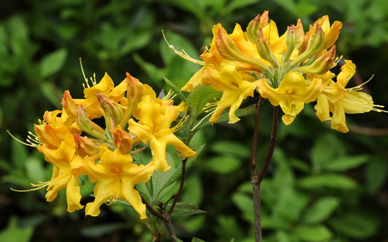  Jane's Gold Aromi Azalea (Rhododendron Hybrid) - 3 Gallon Pot
