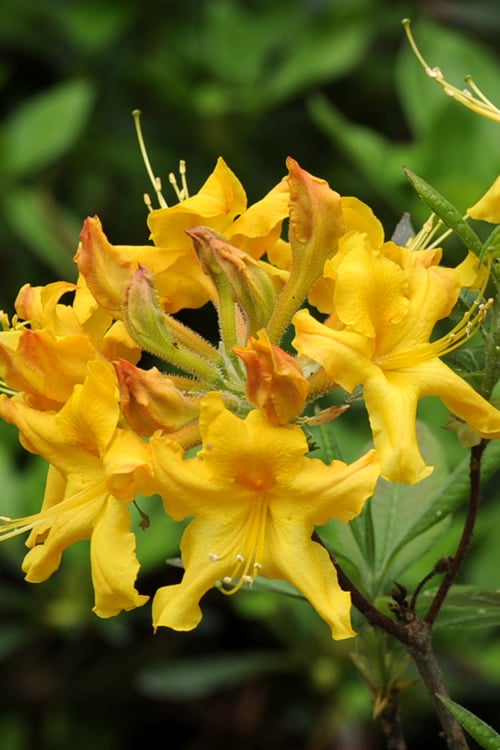  Jane's Gold Aromi Azalea (Rhododendron Hybrid) - 3 Gallon Pot