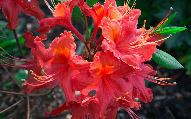  Jeb Stuart Native Azalea (Rhododendron) - 3 Gallon Pot