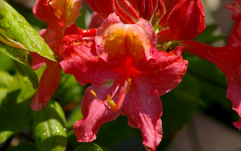  Jeb Stuart Native Azalea (Rhododendron) - 3 Gallon Pot