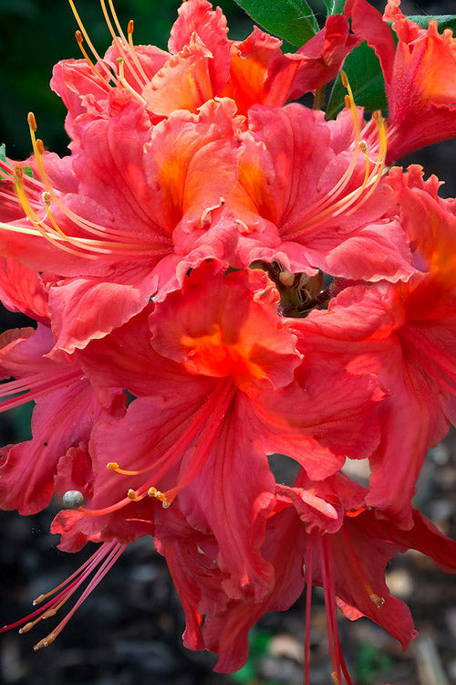  Jeb Stuart Native Azalea (Rhododendron) - 3 Gallon Pot