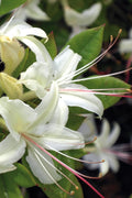  June Jubilee Aromi Azalea (Rhododendron Hybrid) - 3 Gallon Pot