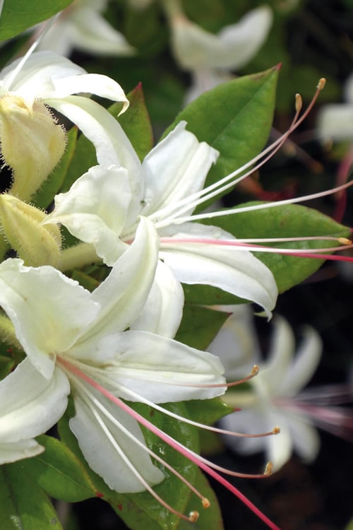  June Jubilee Aromi Azalea (Rhododendron Hybrid) - 3 Gallon Pot