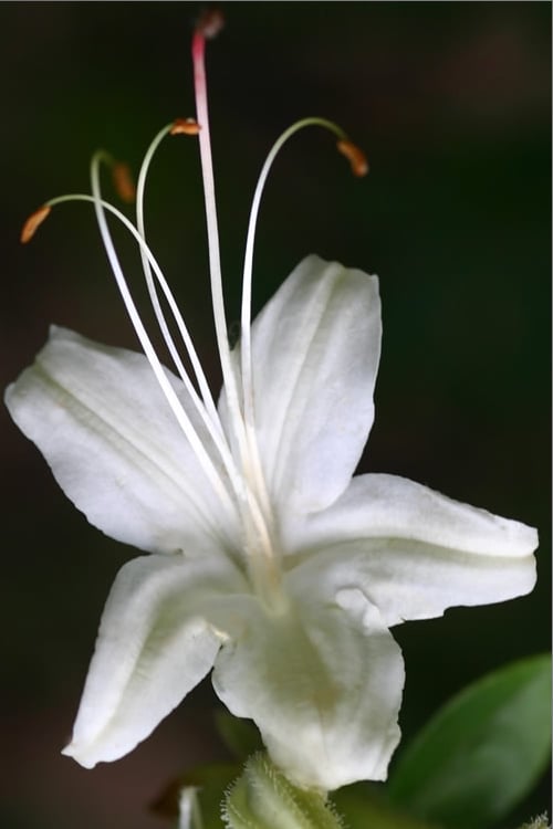  June Jubilee Aromi Azalea (Rhododendron Hybrid) - 3 Gallon Pot