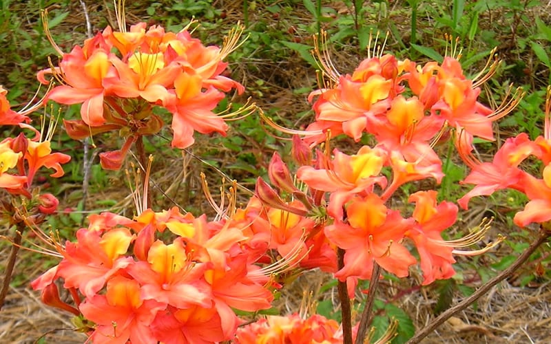  King's Trumpeter Aromi Azalea (Rhododendron Hybrid) - 3 Gallon Pot