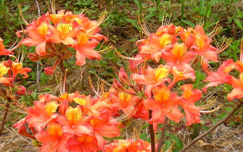  King's Trumpeter Aromi Azalea (Rhododendron Hybrid) - 3 Gallon Pot