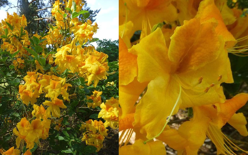  King's Wizard Aromi Azalea (Rhododendron Hybrid) - 3 Gallon Pot