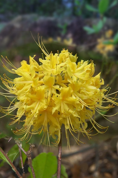  Lemon Lush Azalea (Rhododendron Austrinum) - 3 Gallon Pot