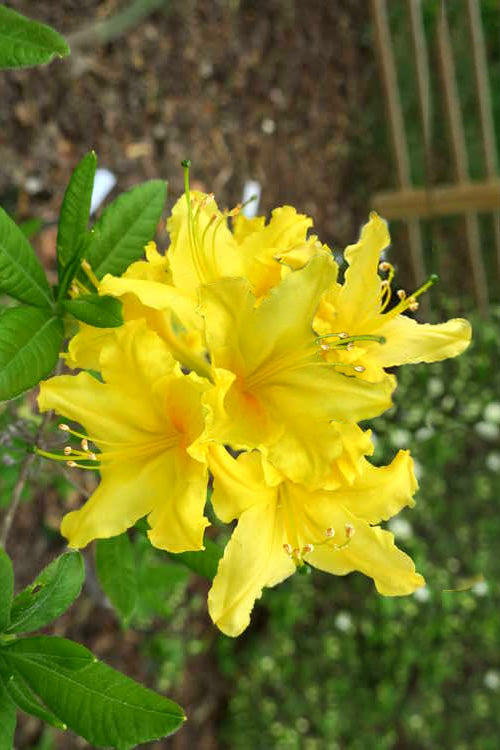  Lemonade Aromi Azalea (Rhododendron Hybrid) - 1 Gallon Pot