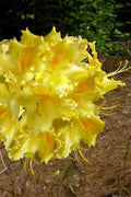  Lemonade Aromi Azalea (Rhododendron Hybrid) - 3 Gallon Pot