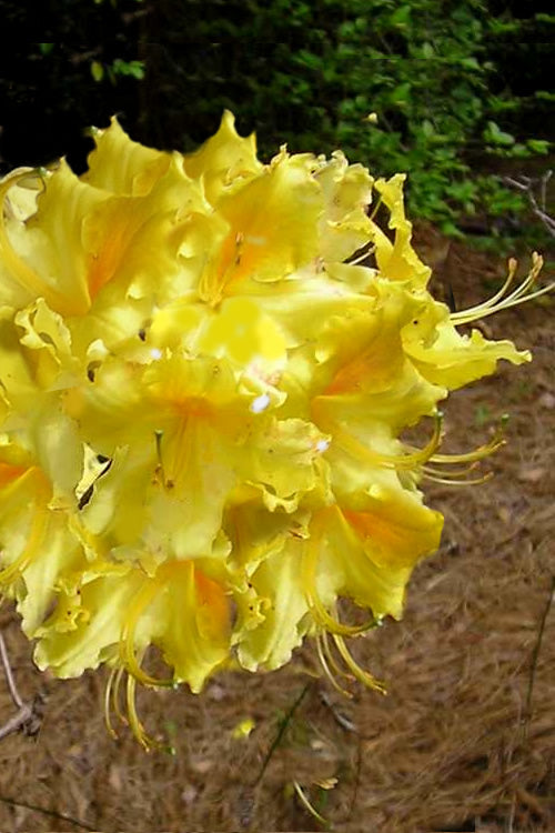  Lemonade Aromi Azalea (Rhododendron Hybrid) - 3 Gallon Pot