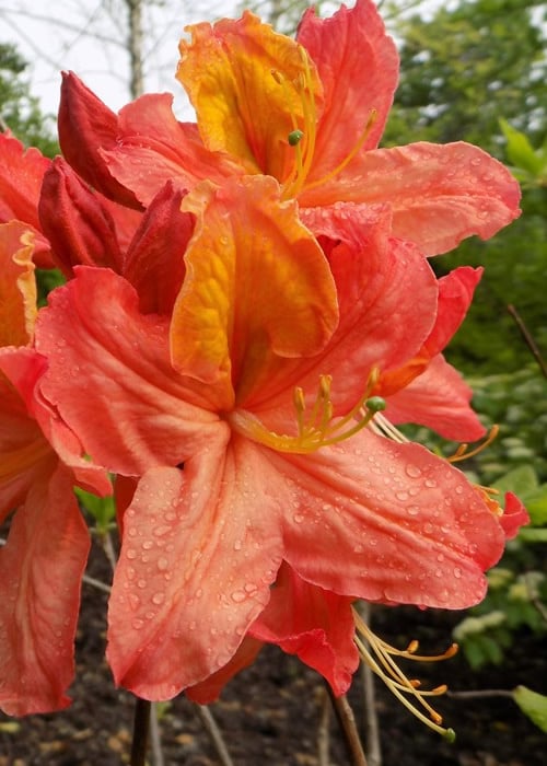  Mary Poppins Azalea (Rhododendron) - 3 Gallon Pot