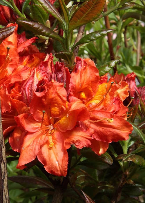  Mary Poppins Azalea (Rhododendron) - 3 Gallon Pot