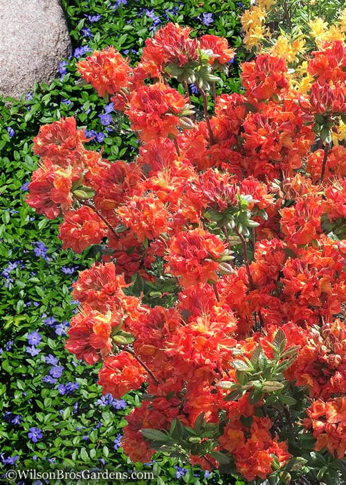  Mary Poppins Azalea (Rhododendron) - 5 Gallon Pot