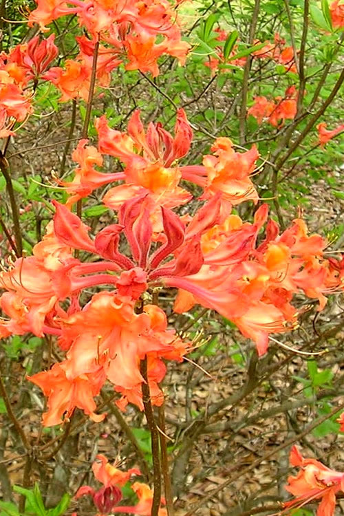  Mauvilla Gold Aromi Azalea (Rhododendron Hybrid) - 3 Gallon Pot