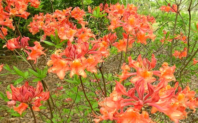  Mauvilla Gold Aromi Azalea (Rhododendron Hybrid) - 3 Gallon Pot