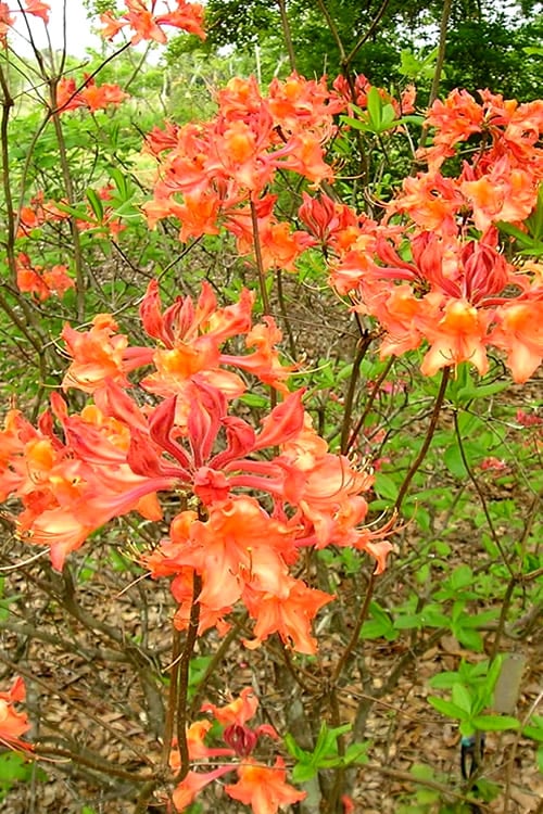  Mauvilla Gold Aromi Azalea (Rhododendron Hybrid) - 1 Gallon Pot