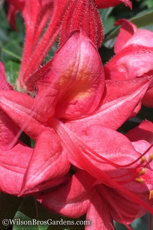  Millennium Swamp Azalea (Rhododendron Viscosum) - 1 Gallon Pot