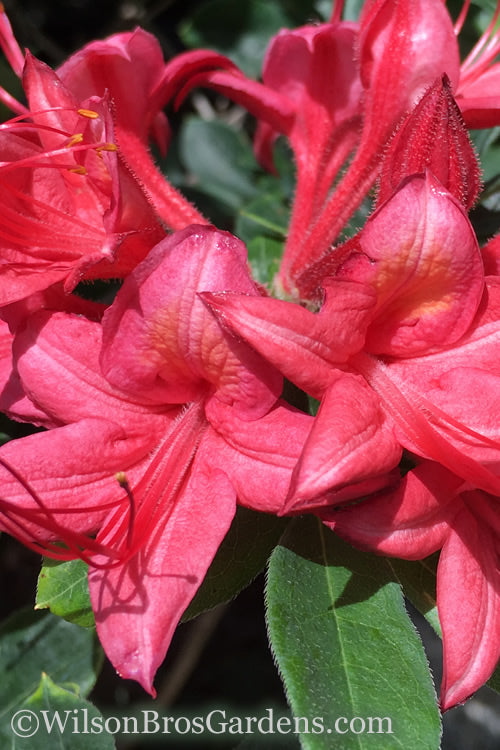 Millennium Swamp Azalea (Rhododendron Viscosum) - 1 Gallon Pot
