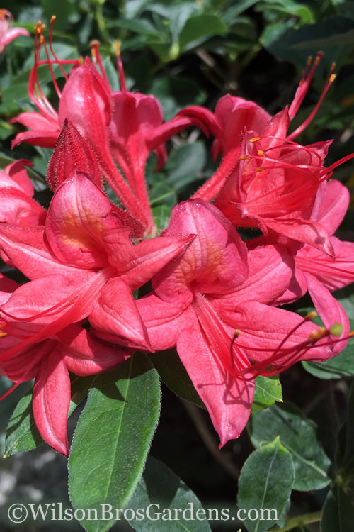  Millennium Swamp Azalea (Rhododendron Viscosum) - 1 Gallon Pot