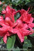  Millennium Swamp Azalea (Rhododendron Viscosum) - 1 Gallon Pot